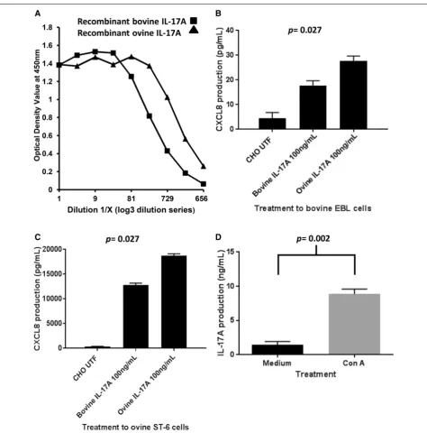 Figure 2 Measurement and biological function of recombinant bovine and ovine IL-17A and detection of native ovine IL-17A by ELISA
