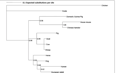 Figure 1 Phylogenetic tree of mammalian IL-17A protein sequences. Evolutionary sequence comparisons were undertaken using 13 selected mammalian and other IL‑17A sequences by initially conducting a multiple alignment using Clustal Omega (EMBL/EBI online, [2