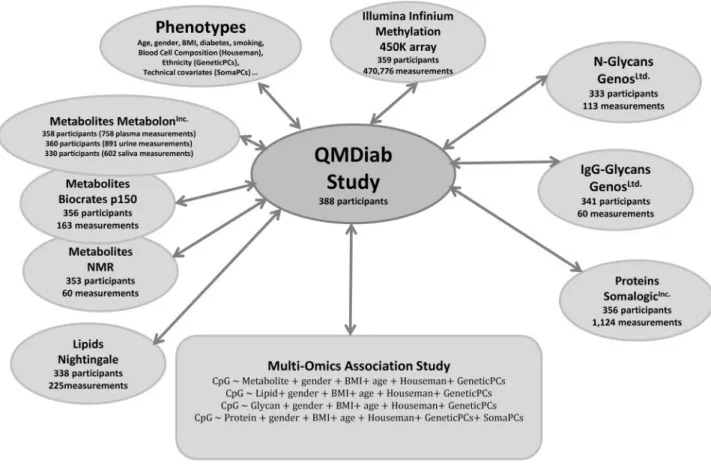 Figure 2. Multi-omics dataset and study design. A total of 388 individuals participated in the initial QMDiab study