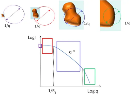 Figure 6. Scattered intensity and form factor. The upper panels show the typical size q −1 probed by the neutrons
