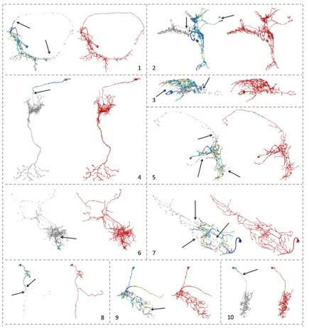 Fig. 4 Visualization of reconstructed neuron morphology of 10SmartTracing was shown in(selected examples