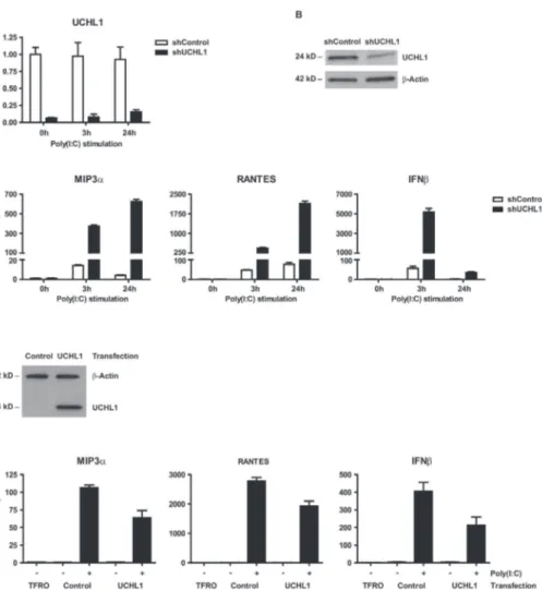 Figure 5. UCHL1 is responsible for suppressing poly(I:C) mediated gene activation of IFN-I and proinflammatory cytokines in hrHPV-infected KC