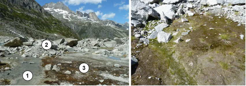 Fig. 3. BSCs at initial sites of the foreﬁeld of the Damma Glacier. The left picture shows that BSCs do not develop when water has destructiveproperties (1) or when the water holding capacity of the substrate is too low (2)