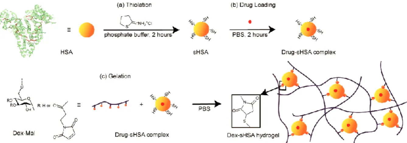 Figure 1. Preparation of the Dex-sHSA macroscale delivery system. (a) HSA thiolation. (b) Drug loading