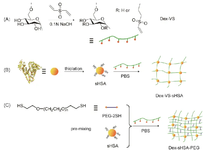 Figure 1. Schematic representation of the polymers, proteins and resulting hydrogels in this study: (A) Dex(VS), (B) Dex(VS)-sHSA  hydrogels, and (C) Dex(VS)-sHSA-PEG hydrogels