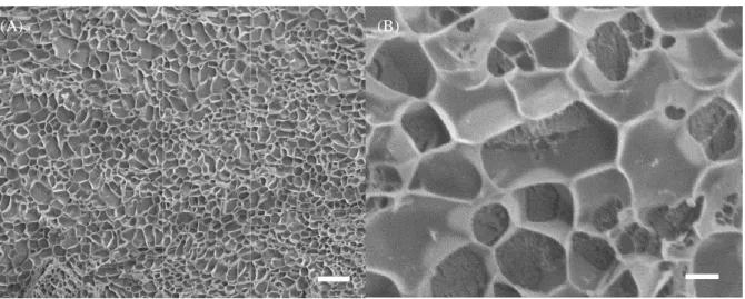 Figure 4. Cryo-SEM images of 8 mM Dex70k-VS6-sHSA-PEG hydrogel prepared in phosphate buffer saline (pH=7.4)