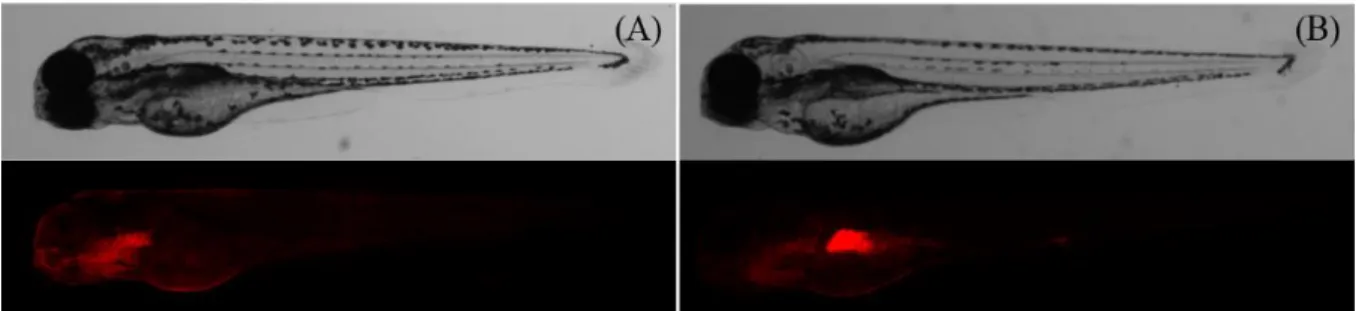 Figure 4. Optical and fluorescent images of 3-dpf zebrafish embryos exposed to 1 mg/mL dex-RhoB after (A) 24-hour exposure and  (B) 48-hour exposure