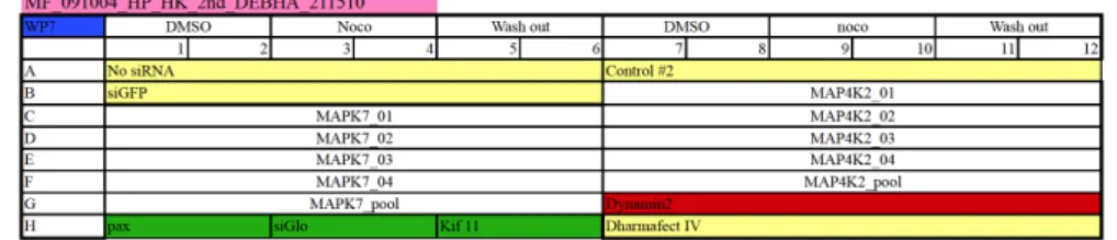 Figure 1.1: Design of a 96 wells plate for an experiment using MCF7 wt cells