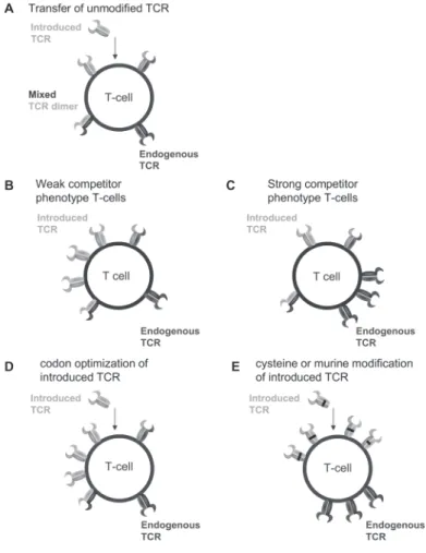 Figure 1. Simplified representation of TCR cell surface make up after TCR gene transfer in different T-cells using  different strategies to improve cell surface expression of the introduced TCR.