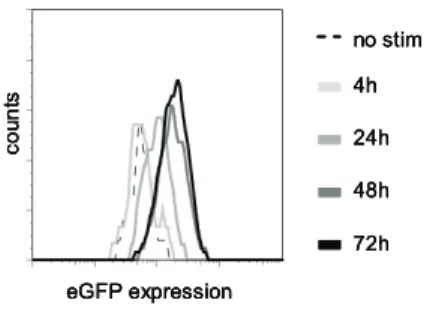 Figure 1. Protein levels under regulation of a viral promotor increase after stimulation.