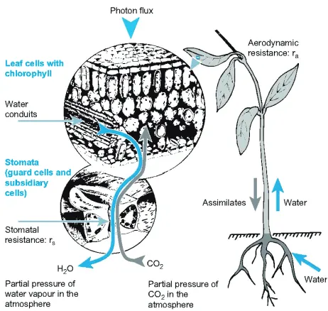 Fig. 1. – Functional design of a plant, including roots, stem and leaves, and the ﬂow of assimilatesand water with nutrients