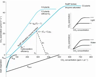 Fig. 4. – Schematic representation of the response of CO2values represent COthe saturation point of the CO-assimilation in C4 and C3-plantsto the CO2 concentration in the atmosphere