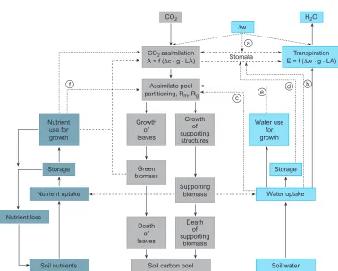 Fig. 5. – Schematic model of the interactions and controls between water- nutrient- and carbon-relations at the whole plant level