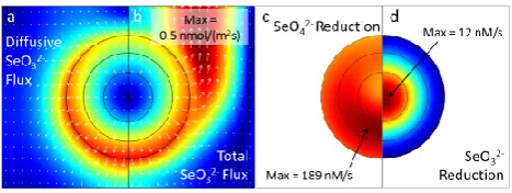 Fig. 4. Modeled ﬁelds of diffusive selenite ﬂux(d)ter 192 h simulation time (steady state) in an oxic simulation with0.3 mM pyruvate and 0.8 mM selenate input concentrations