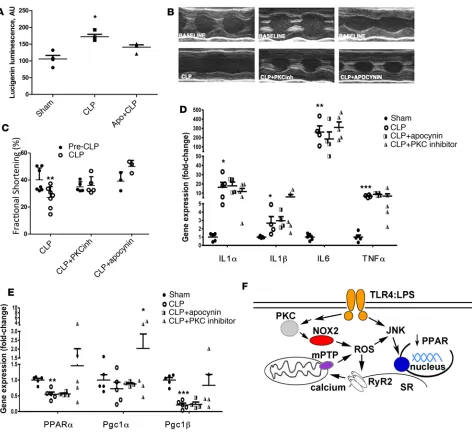 Figure 8. CLP model is also protected by inhibition of PKC or NOX; diagram of proposed pathway