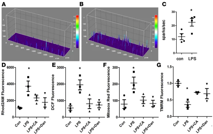 Figure 2. LPS increases calcium sparks, and RyR inhibition reduces LPS-induced ROS and mitochondrial dysfunction