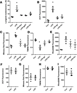 Figure 3. NOX2 activation is required for LPS-induced oxidative stress. diomyocyte isolations