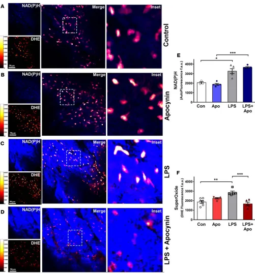 Figure 6. Apocynin reduces superoxide in cardiac tissue (left ventricle). (A) Representative confocal images of superoxide detection by dihydroethid-ium (DHE) and NADPH autofluorescence (blue color) in left ventricular tissue slices from control mice