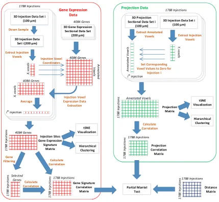 Fig. 1 Illustration of the data extraction and processing pipeline. The left and right panels show the steps involved in processing the geneexpression and connectivity data, respectively
