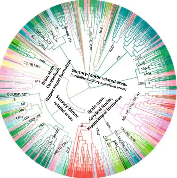 Fig. 5 Dendrogram generated by hierarchical clustering on theprojection target data. The acronyms annotated on the cluster nodeswere given based on the brain structure that majority of voxels in theleaf node belong to