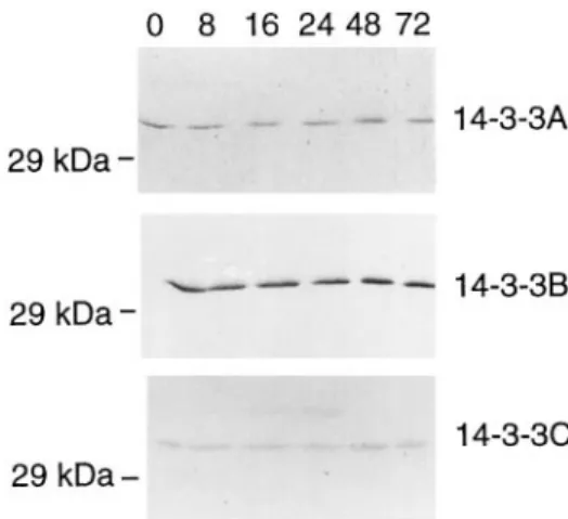 Figure 1. 14-3-3A, 14-3-3B, and 14-3-3C steady-state mRNA in germinating barley embryos