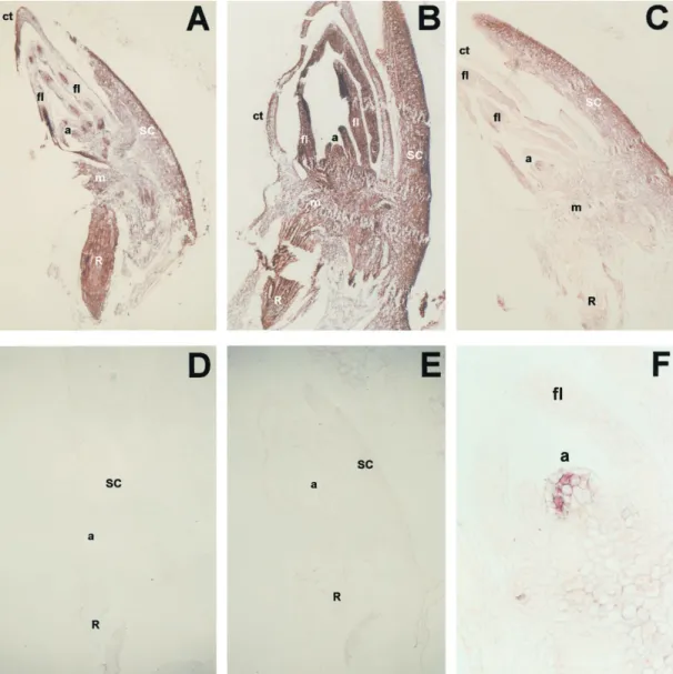 Figure 4. Immunolocalization of 14-3-3 proteins in longitudinal sections of 24-h-imbibed barley embryos