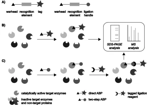 Figure 1.1. Schematic representations of one- and two-step ABPP strategies. A) General composition of a direct ABP  (left) and a two-step ABP (right)