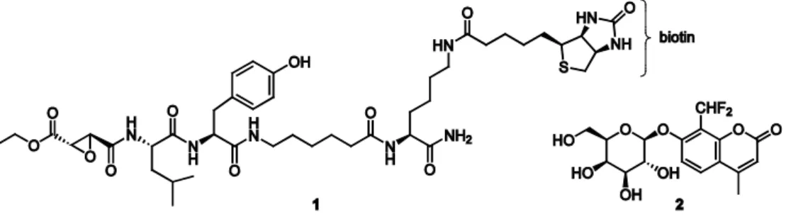 Figure 1.2. Structures of biotin-tagged cysteine protease ABP 1 and fluorogenic β-galactosidase ABP 2