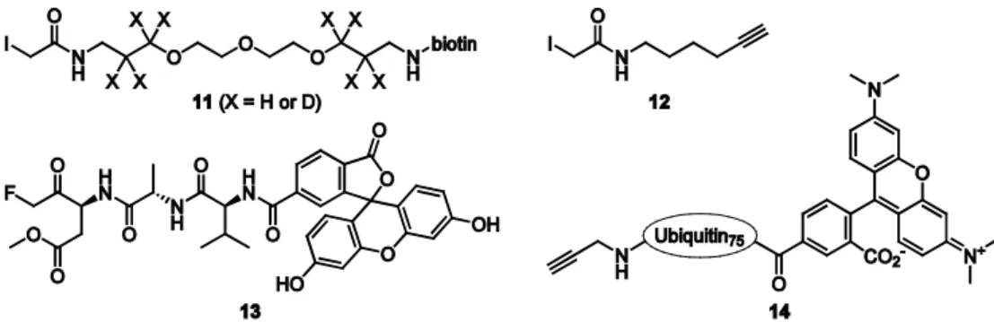 Figure 1.7. Structures of biotinylated (11) and alkyne-functionalized (12) iodoacetamide reagents and fluorescently  labeled ABPs that target caspases (13) and deubiquitinating enzymes (14)