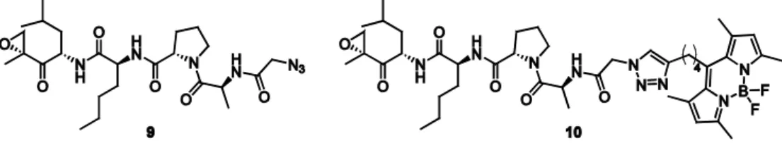 Figure 2.7. Structures of azide-functionalized β1-subunit selective proteasome ABP 9 and fluorescent derivative 10