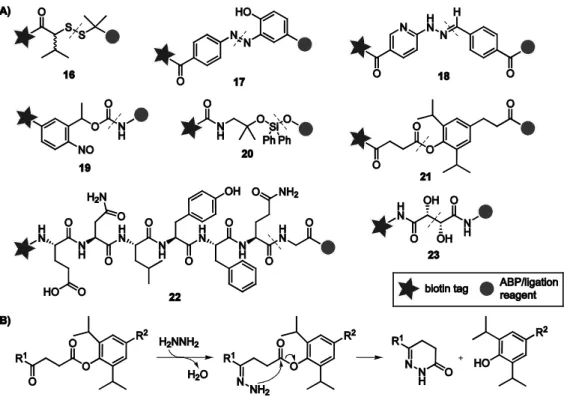 Figure 2.9. A) Structures of commonly used cleavable linker systems for the enrichment of proteins from biological  samples