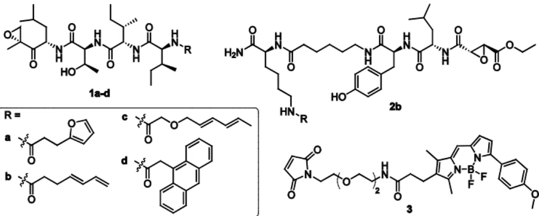 Figure 3.2. Structures of target compounds: diene-functionalized proteasome ABPs 1a-d, cathepsin probe 2b and  Bodipy-tagged maleimide 3