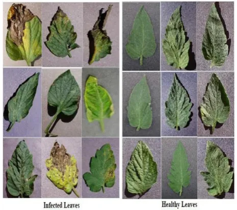 Figure 1. Sample of images in our dataset 