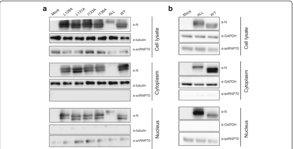 Table 1 BoDV N mutants used in this study