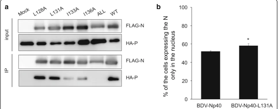 Fig. 3 Interaction of BoDV-N NES mutants with BoDV-P. a. 293 T cells were transfected with pC-FLAG-BoDV-N, pC-BoDV-L, and pCNX2-HA-BoDV-P