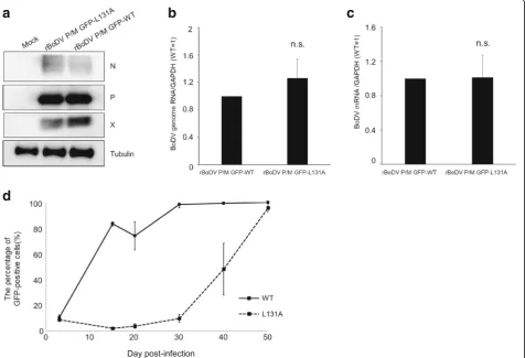 Fig. 4 Characterization of rBoDV P/M-GFP-L131A.L131A. OL cells were infected with rBoDV P/M-GFP-L131A (L131A) or rBoDV P/M-GFP (WT) at a multiplicity of infection of 1