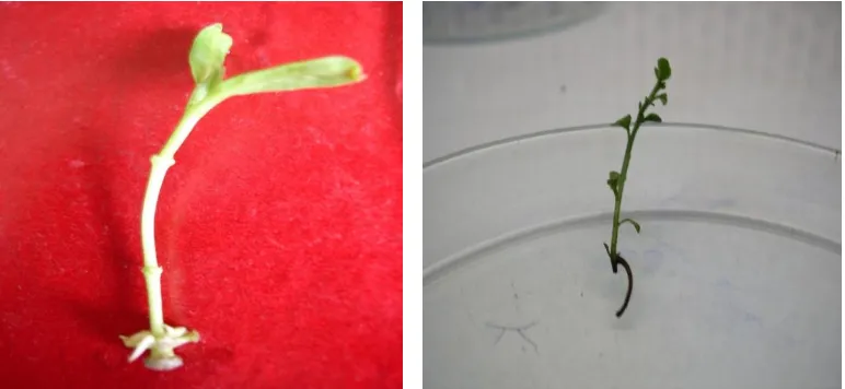 Fig.12 A & B. Invitro rooting in Simmondsia chinensis on MS+IBA 13.30 µM and IAA  5.13 µM