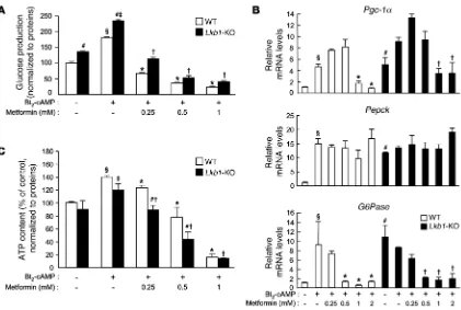 Figure 8Metformin inhibits gluconeogenesis in LKB1-deficient mouse hepatocytes. After attachment, WT and LKB1-deficient primary hepatocytes were 