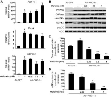Figure 9Forced expression of gluconeogenic genes does not prevent the metformin-induced inhibition of hepatic glucose production