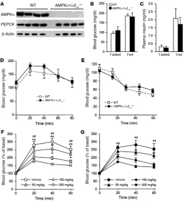 Figure 2Effects of metformin on blood glucose levels in AMPKα1α2LS–/–mice. (A) Western blot analysis of AMPKα and PEPCK proteins in livers from 24-hour-fasted con-trol and AMPKα1α2LS–/– mice