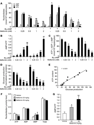 Figure 5Metformin reduces energy state in primary hepatocytes and in liver of C57BL/6J mice