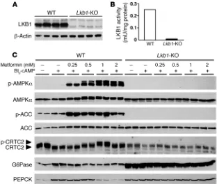 Figure 7Effects of metformin on AMPK activation in WT and Lkb1-KO hepatocytes. After attachment, WT and LKB1-deficient primary hepatocytes were cultured for 16 hours in M199 medium containing 100 nM dex
