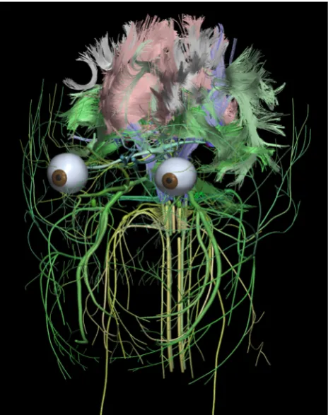 Fig. 5 Cranial nerves along with white matter tracts and visualsystem