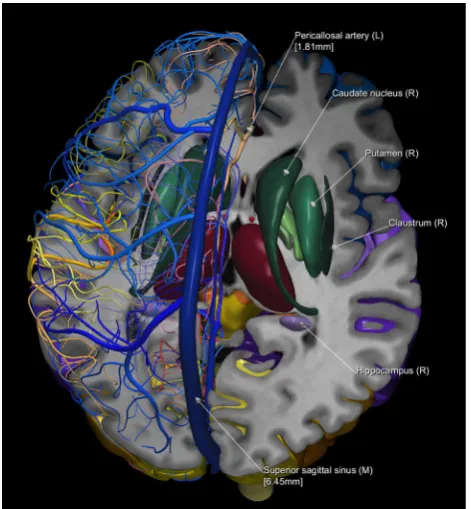 Fig. 7 Head muscles, glands, and visual system