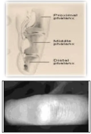 Fig. 4.Face feature set extraction process 