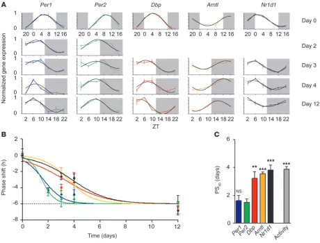 Figure 2Resetting of clock genes during jet lag in the SCN. (A) Diurnal mRNA profiles (average ± SEM) of 5 different clock genes at days 0, 2, 3, 4, and 