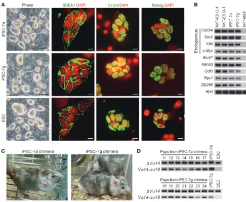 Figure 1Generation of iPSCs harboring NKT cell–specific rearranged T cell receptor loci