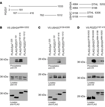 Figure 3PDZD7 interacts with USH2C (GPR98) and USH2A. (A) Sche-matic representation of the trun-cations used for coimmunopre-cipitation experiments