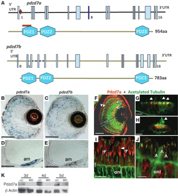 Figure 4The pdzd7