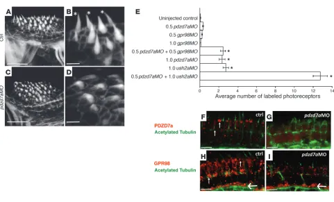 Figure 5Loss of Pdzd7a results in structural defects, retinal cell death, and protein mislocalization